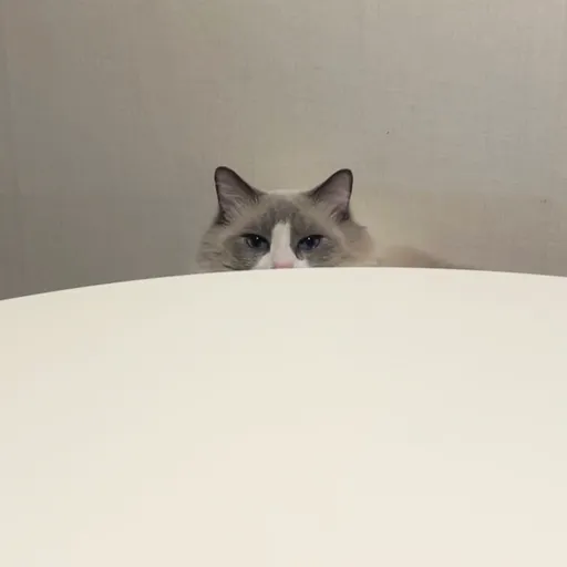 조효진